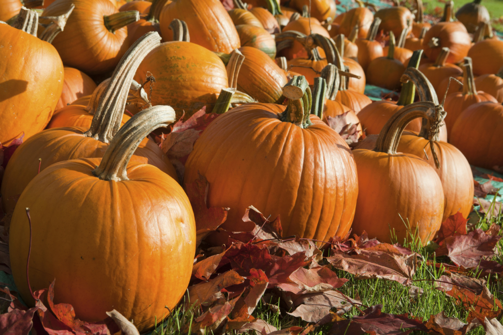 Ripe Pumpkins in a Field