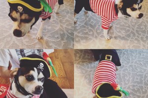 Buddy the Pirate Elf