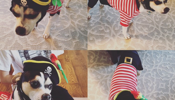 Buddy the Pirate Elf